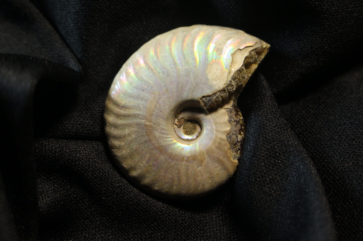 Colgantes de amonita de Madagascar