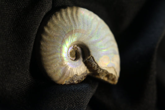 Madagascar Ammonite Pendants